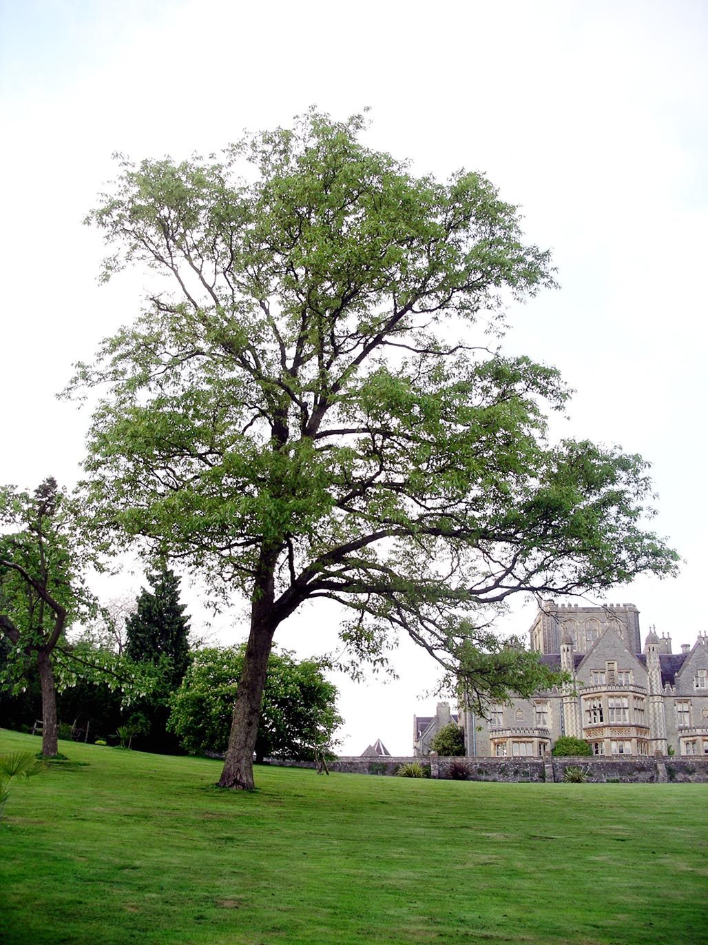 quercus variabilis