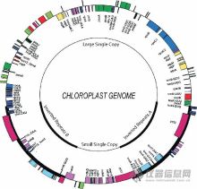 叶绿体DNA 叶绿体DNA