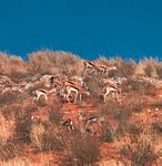 南非喀拉哈里大羚羊国家公园里的跳羚