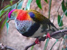 紫顶果鸠 紫顶果鸠