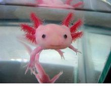 墨西哥钝口螈 墨西哥钝口螈