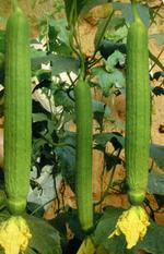 【丝瓜】英语怎么说_在线翻译_有道词典