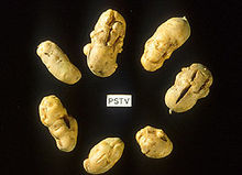 马铃薯纺锤形块茎类病毒