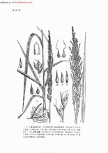 孟加拉野古草 孟加拉野古草