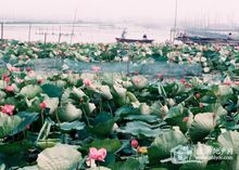 淮南焦岗湖国家湿地公园 淮南焦岗湖国家湿地公园