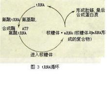 tRNA循环