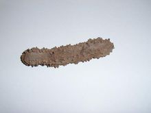 仿刺参