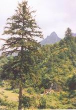 大果青扦 大果青扦