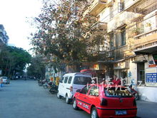 枇杷街又有一番新景象 枇杷街又有一番新景象