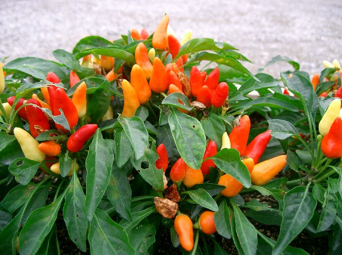 capsicum annuum