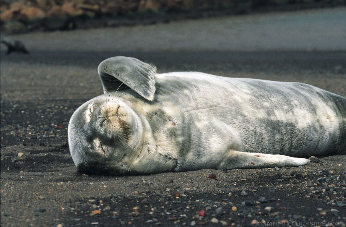 【weddell_seal】什么意思_英语weddell_seal的翻译_音标_读音_用法